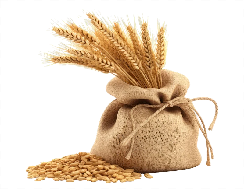 Bulk Premium Wheat Grain for Quality Baking and Cooking